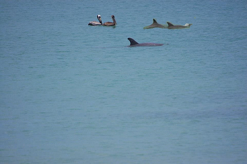 Beach Front Condo Rentals